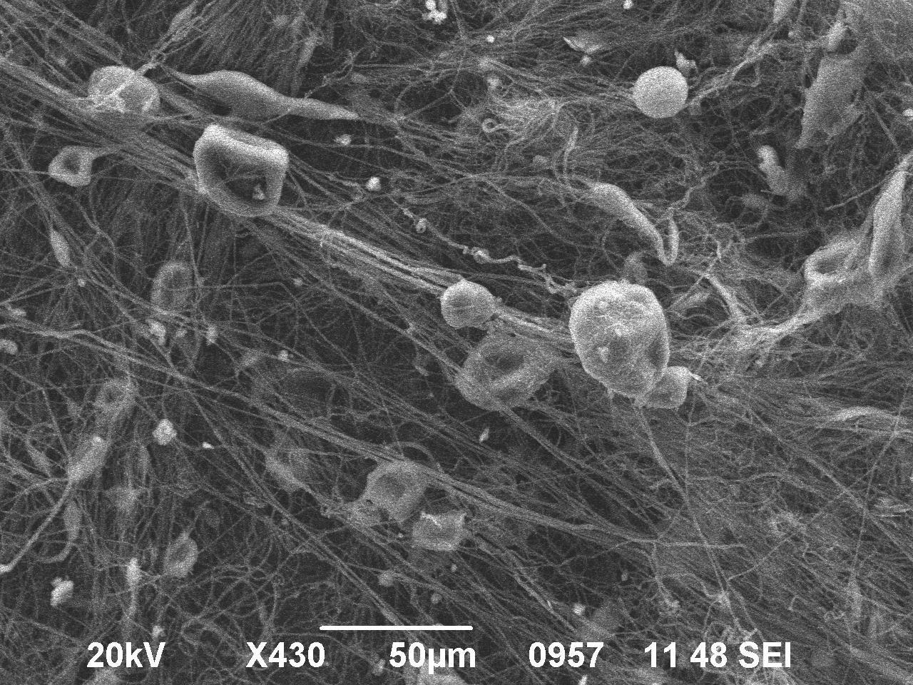 SEM image of spray dried polymer, image by Dimitra G