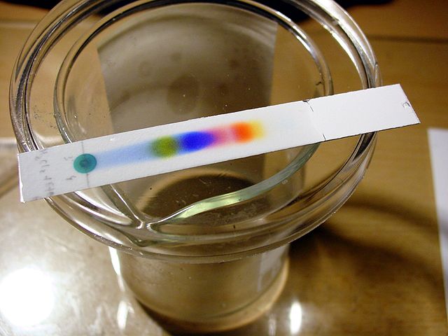 Photo of the separation of black ink on a TLC plate in ethanol and water, image by Natrij