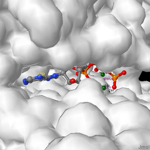Model of an enzyme's active site