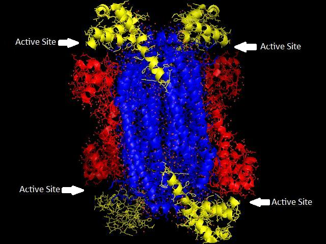 Tertiary structure of an enzyme showing active sites