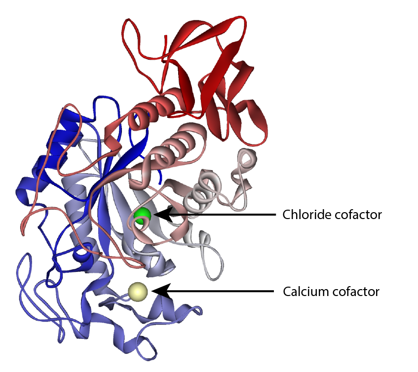 Model of amylase showing chloride and calcium cofactors