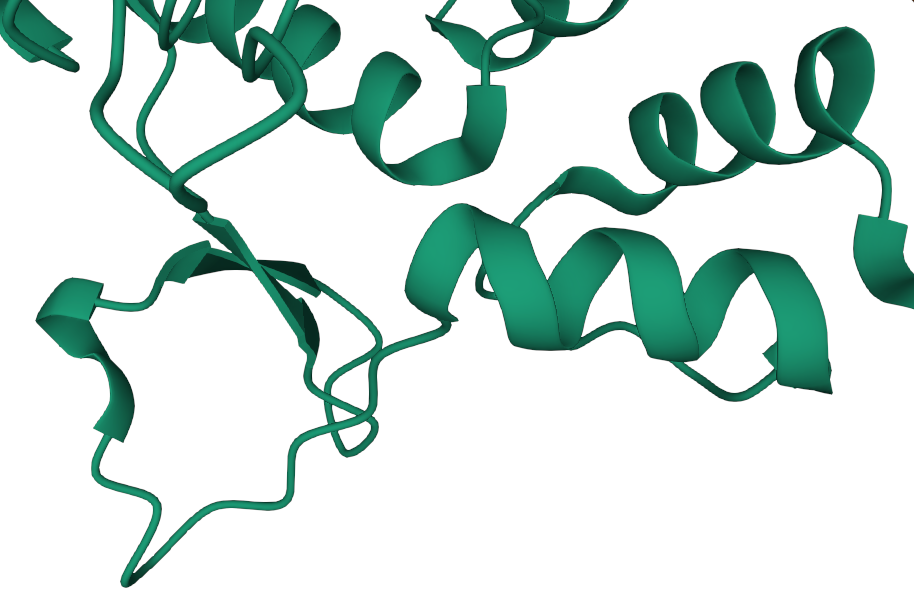 Close up of a section of a 3D model of yeast ATP sulfurylase, showing alpha helix sections where the chain structure forms spirals for a short distance, with amorphous sections between