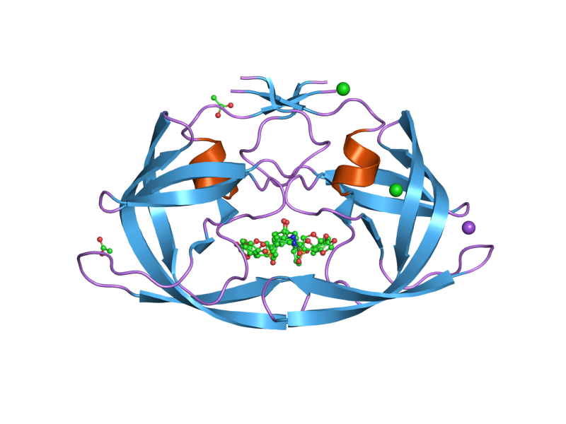 Model of a protease