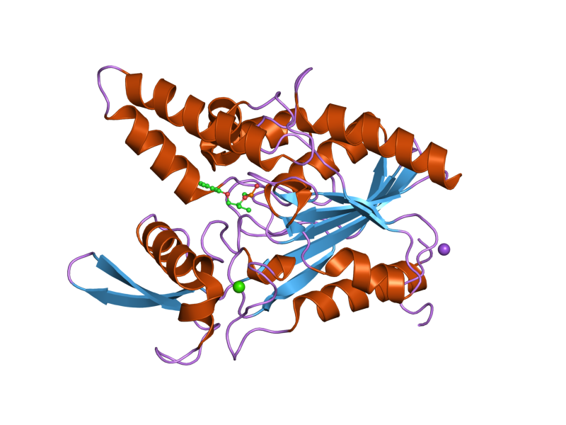 Model of a lipase