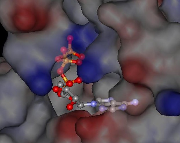 Model of an enzyme's active site