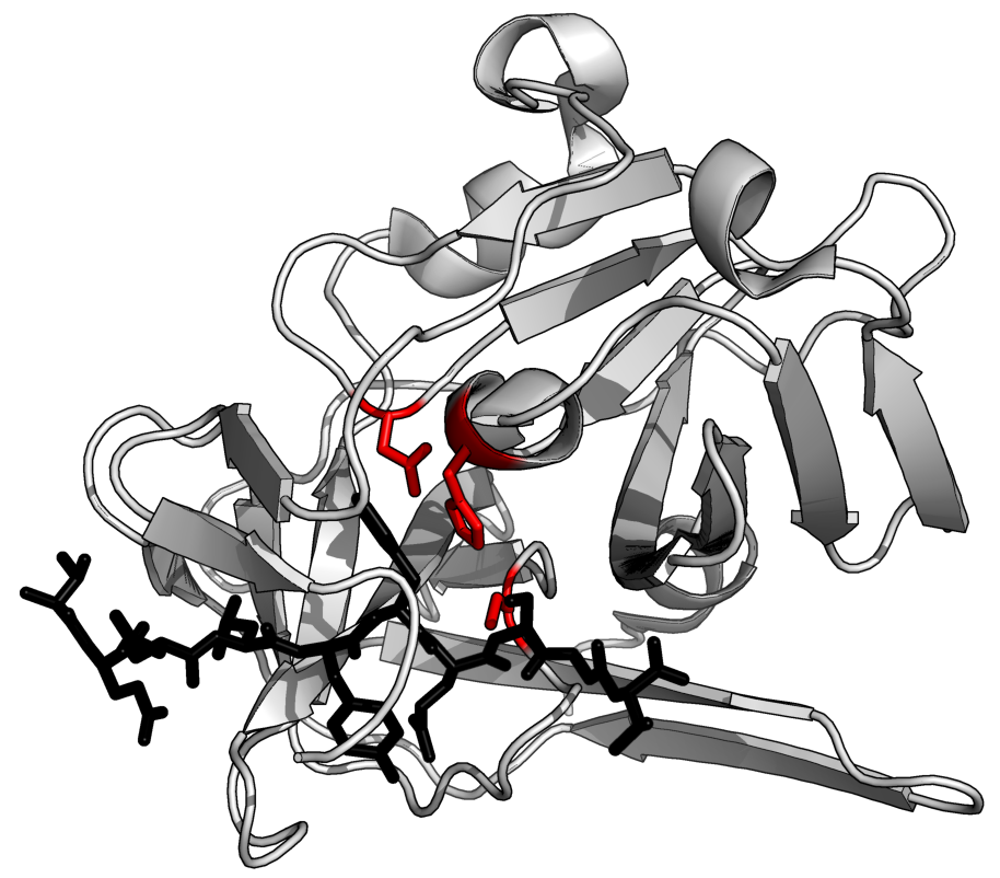 Diagram showing protease acting on a protein