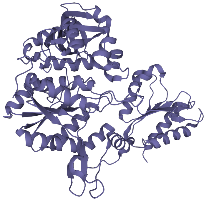 3D model of the tertiary structure a component of the ATP sulfurylase from the previous slide